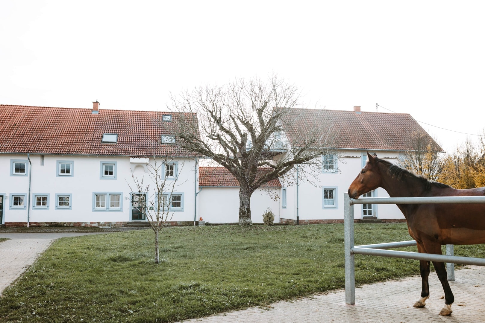 Pferd im Vordergrund einer weitläufigen, grünen Anlage.