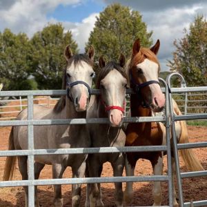 WhatsApp-Image-2026-01-05-at-09.44.05-2