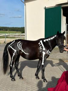 Pferdeputzwettbewerb