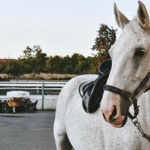 WhatsApp-Image-2026-02-17-at-11.43.21-9