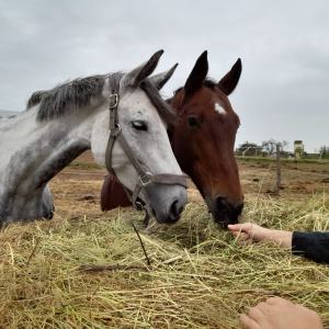 WhatsApp-Image-2026-02-17-at-11.43.25-2