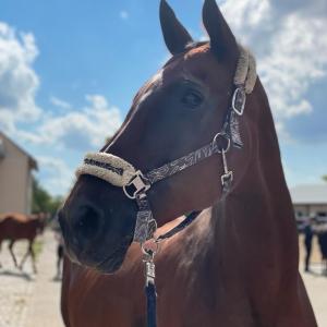 WhatsApp-Image-2026-02-17-at-11.43.27-7