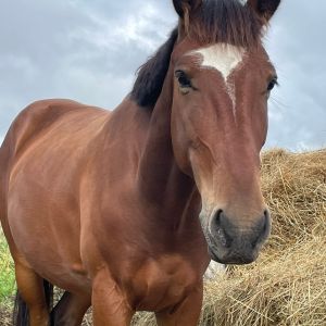 WhatsApp-Image-2026-02-17-at-11.43.28