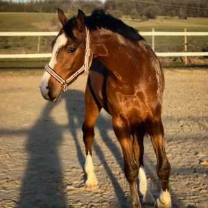 WhatsApp-Image-2026-02-17-at-11.43.29